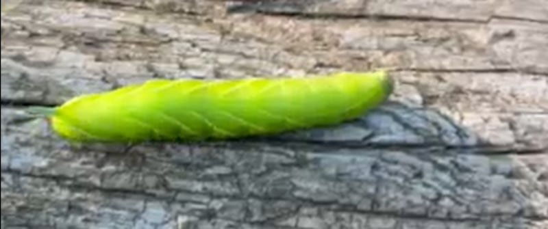 An eyed hawk-moth caterpillar, which is similar to the lime hawk-moth caterpillar. Photograph courtesy of Cormac Leggett