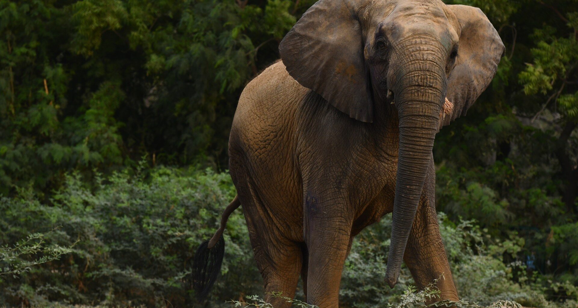 Keeping Madhubala alive: The fight for Karachi’s captive elephants | Wildlife