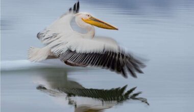 Deepings Camera Club hosted image battle against Grantham Camera Club