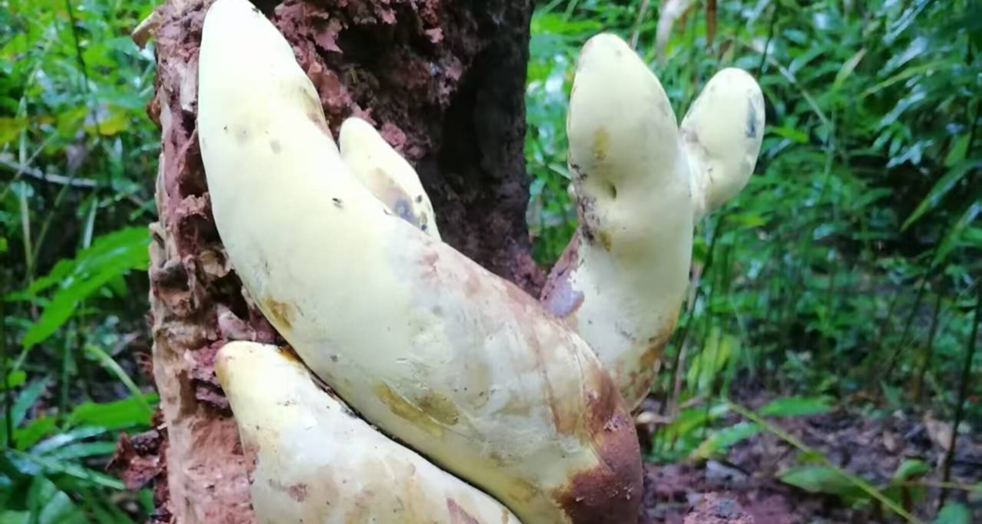 Meet D-Rex: Ancient Fungus as Tall as a Traffic Cone Has Just Been Discovered in China : ScienceAlert