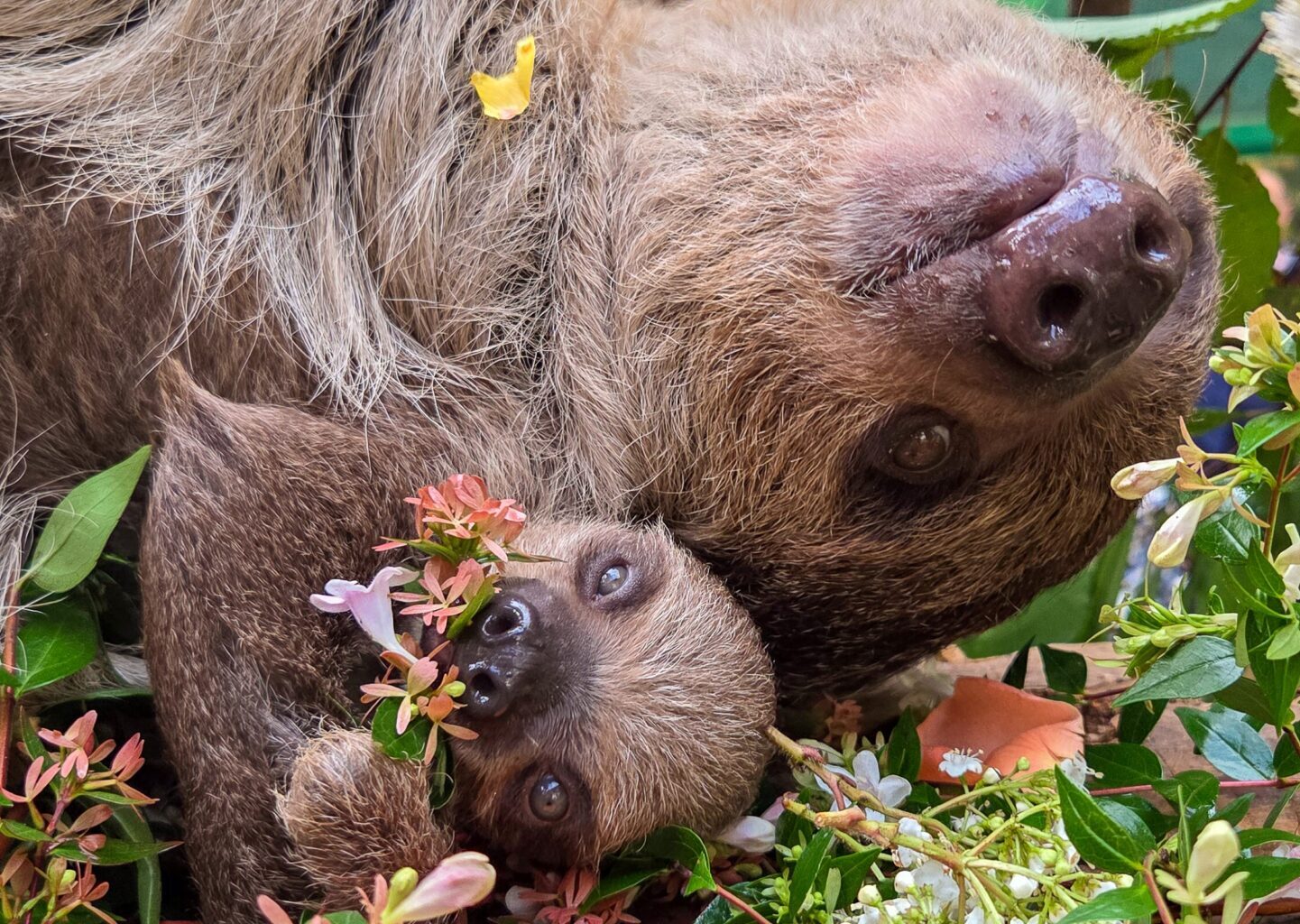 Scotland's first baby sloth enjoys World Sloth Day