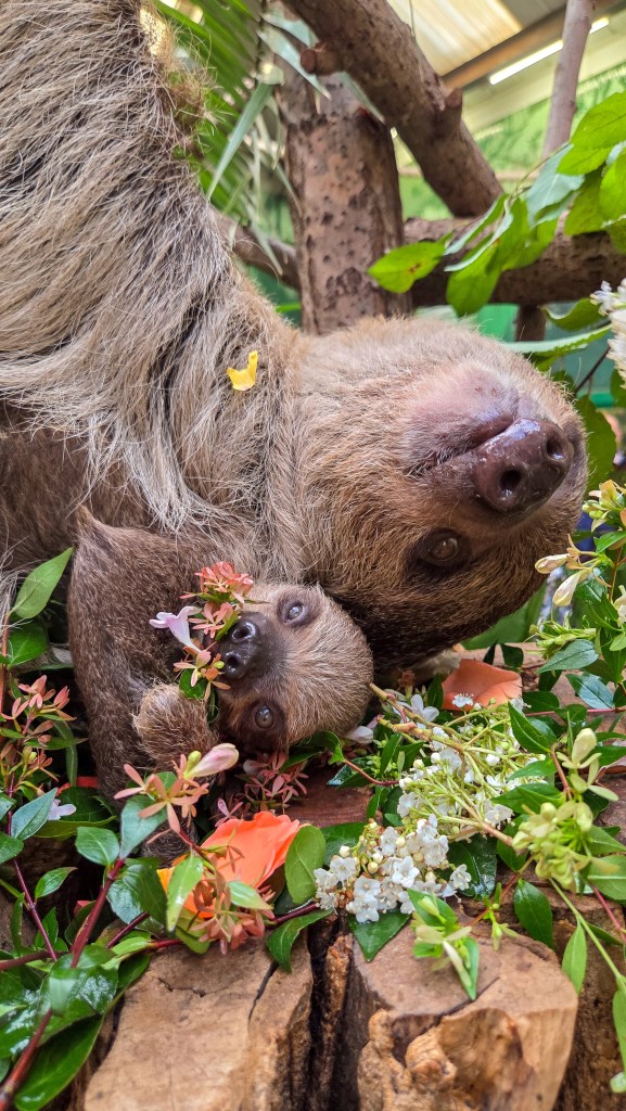 Baby and Mommy Sloth hanging off a tree. 