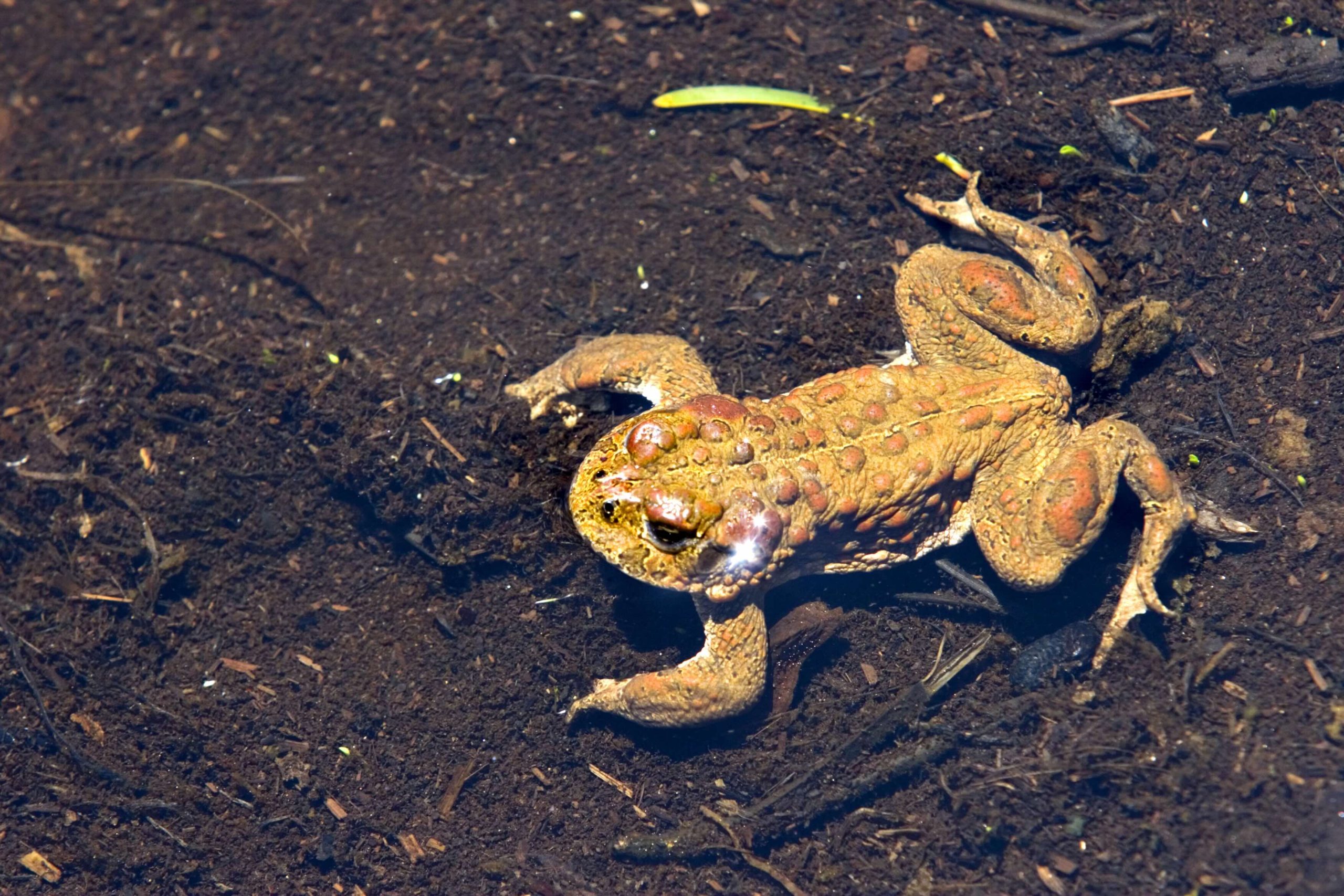 Yosemite toad