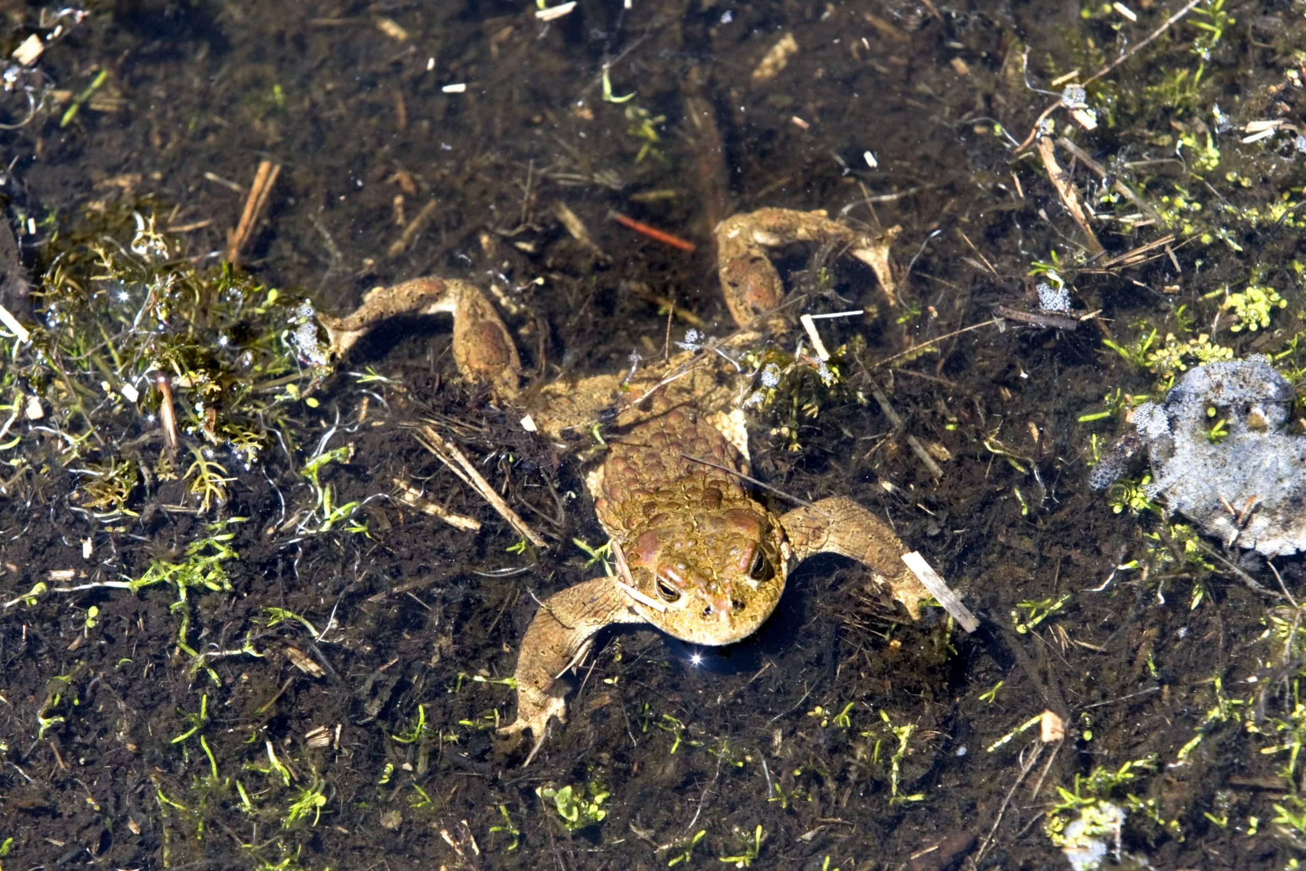 Yosemite toad