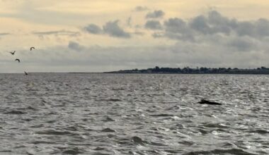 Pilot whales in the tidal Thames