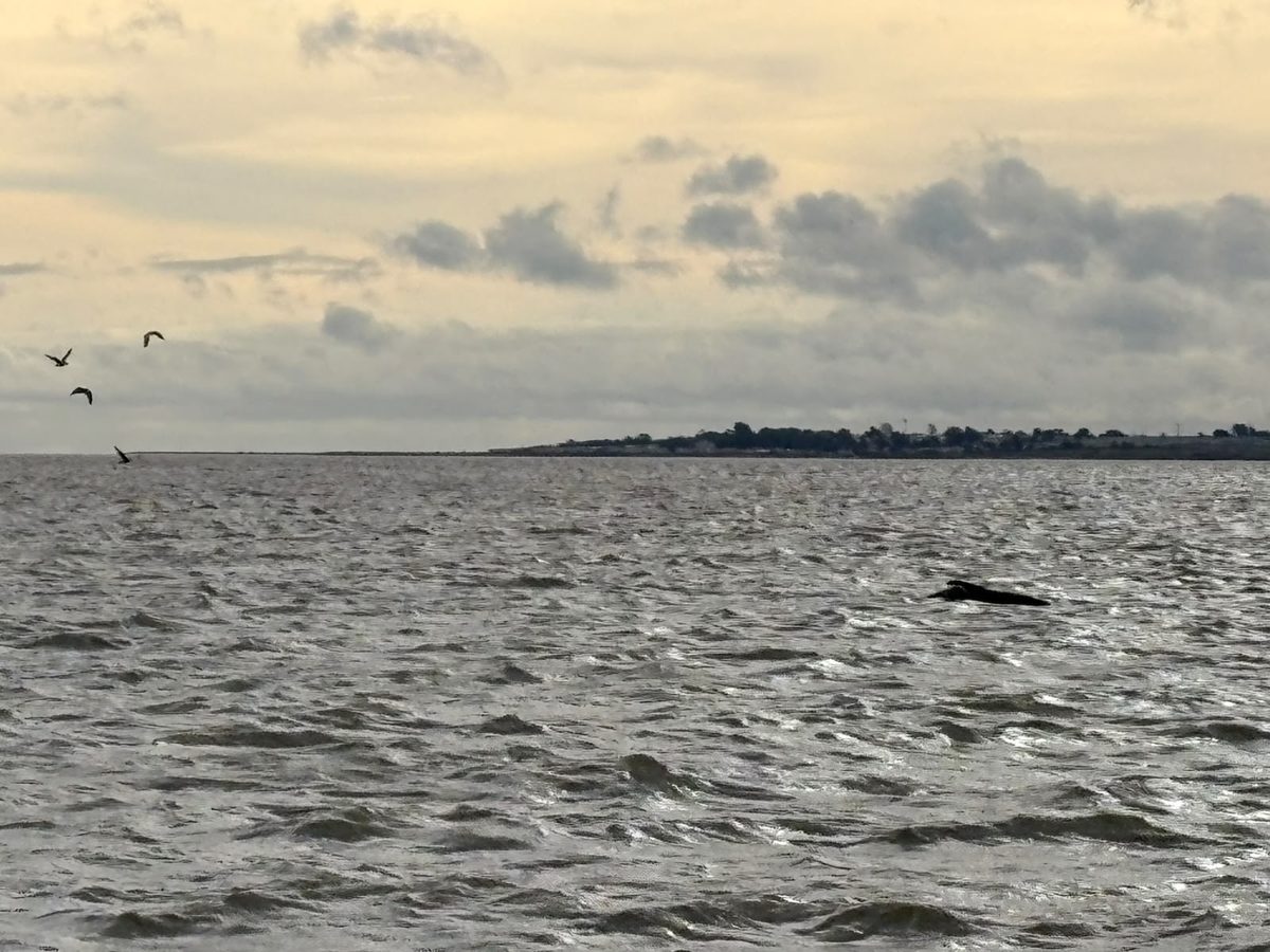 Pilot whales in the tidal Thames