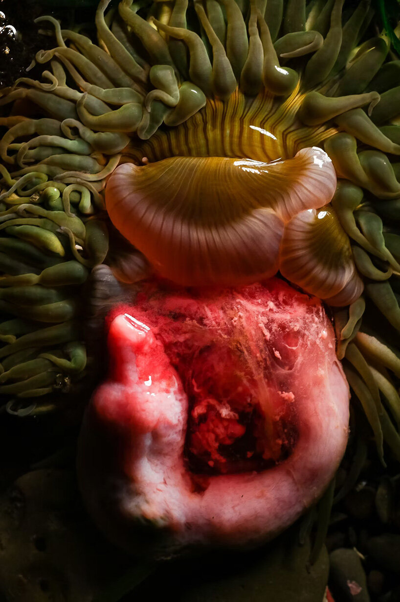 interview: aron sanchez-baranda finds otherworldly forms in marine life - 11