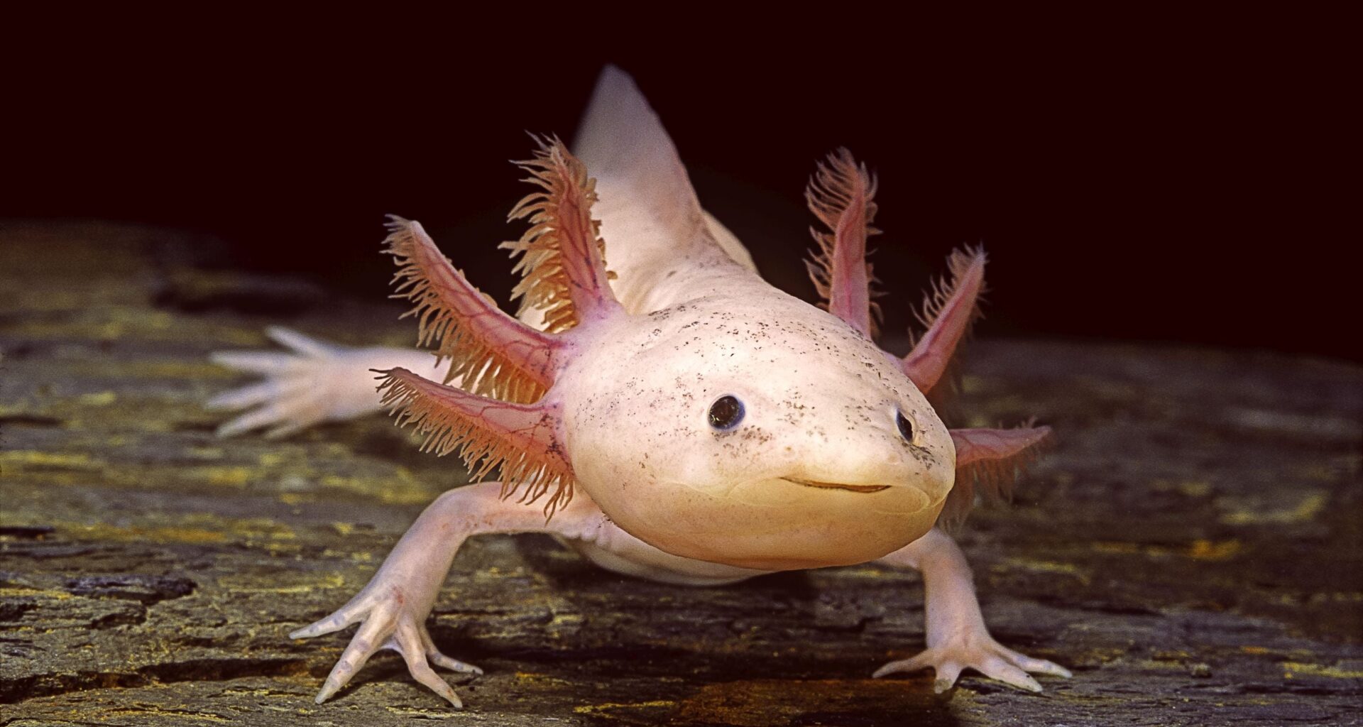 Axolotls Have a Surprisingly Clever Ability, Even in Complete Darkness : ScienceAlert