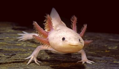 Axolotls Have a Surprisingly Clever Ability, Even in Complete Darkness : ScienceAlert
