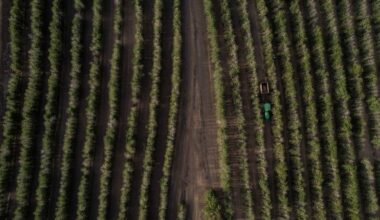 How El Niño will drive up the cost of foods you love