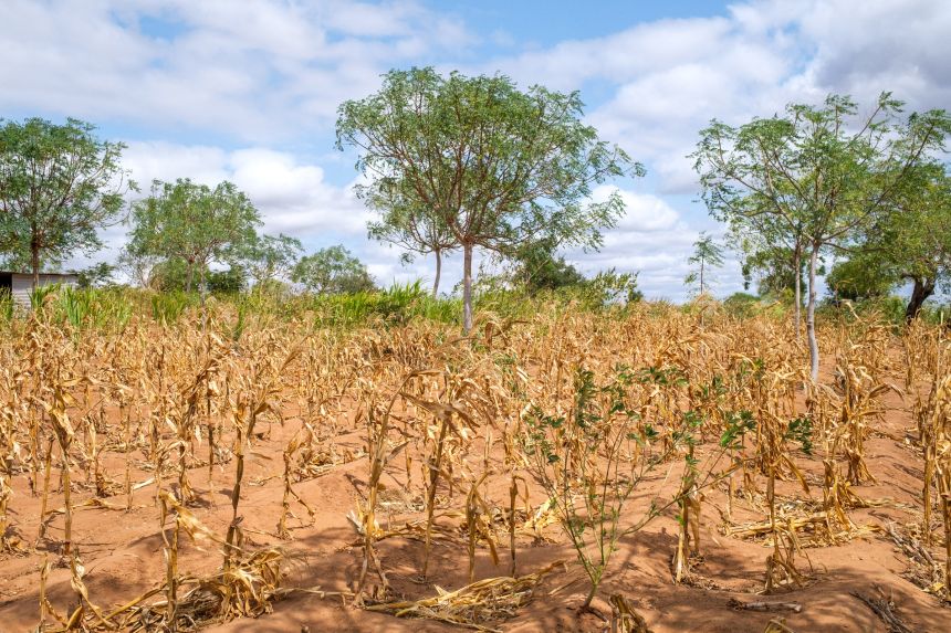 A dry maize crop grows among scattered trees at the Rukinga demonstration farm near Maungu, Kenya, on June 29.
