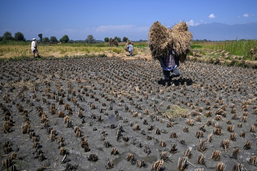 A farmer carries his harvest in a rice field on the outskirts of Srinagar, India, on September 23.