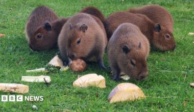 A group of brown capybara pups close together eating raw vegetable spread on the green grass.