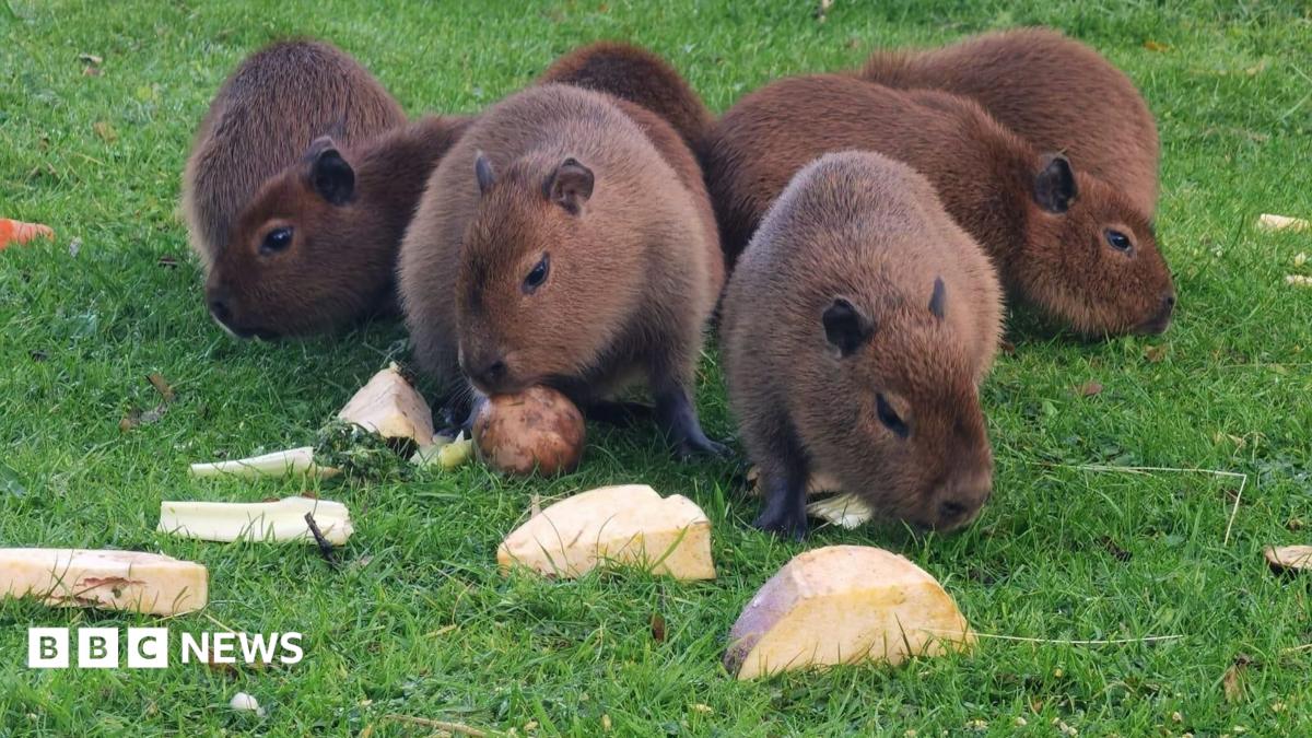 A group of brown capybara pups close together eating raw vegetable spread on the green grass.
