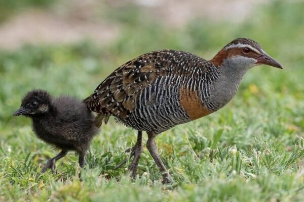 A pretty tan, white, grey and black speckled bird with a fluffy grey chick.