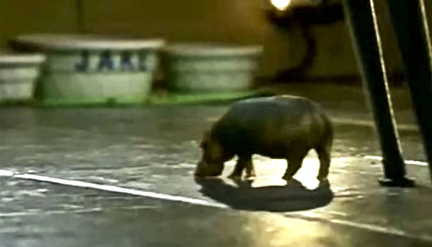 The "house hippo", a fictitious species of hippopotamus depicted in a 1999 Canadian television public service announcement