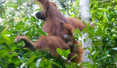 Orangutan infant carried by mother during travel