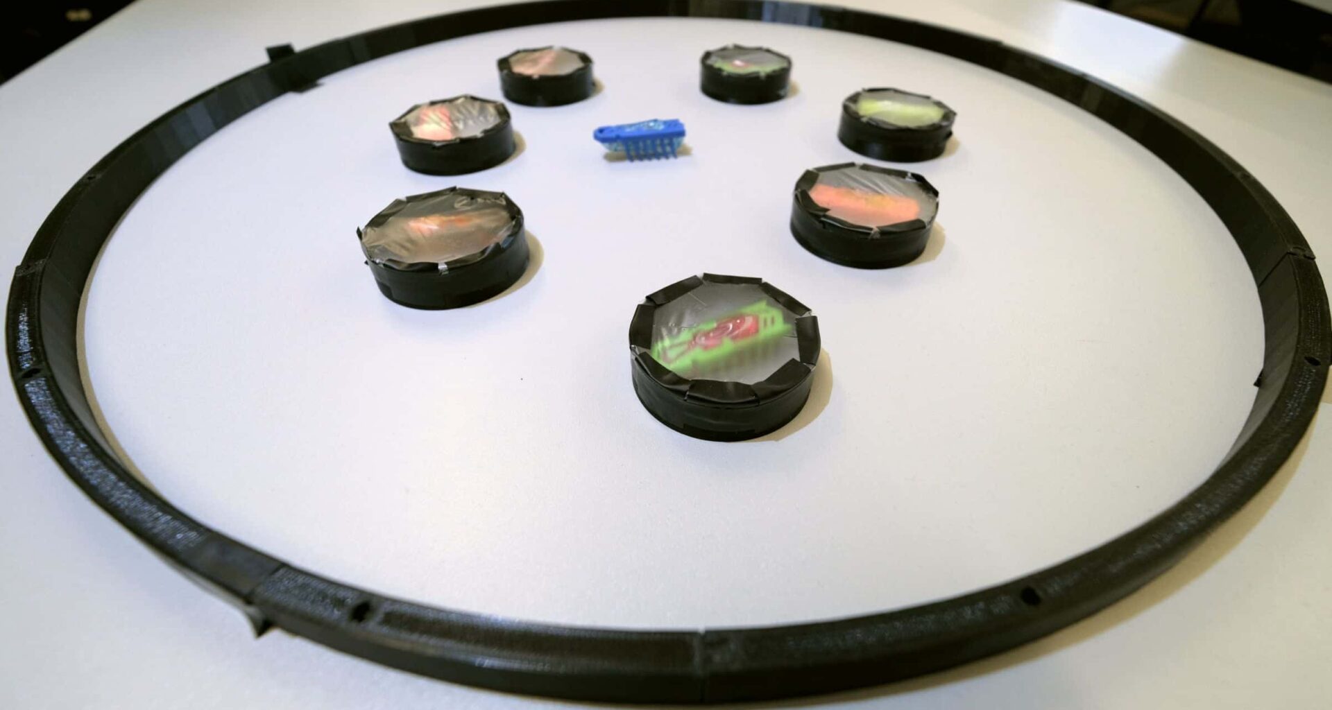 Chiral bristlebot toys shed light on transport dynamics in active matter systems – Physics World