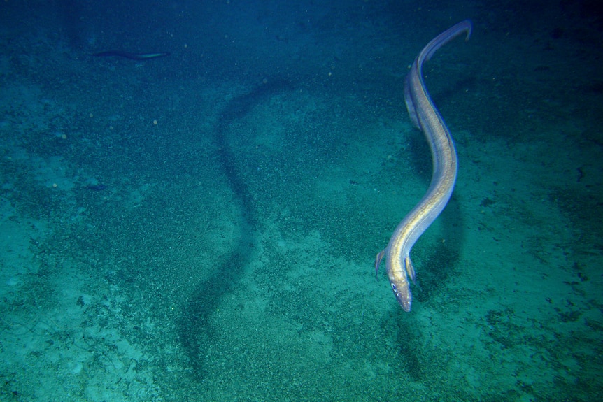 A silvery-looking eel at the bottom of the ocean swimming just above the sea bottom.