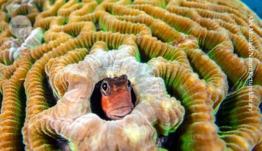 The super El Niño is cooking coral reefs — can lullabies and probiotics save them?