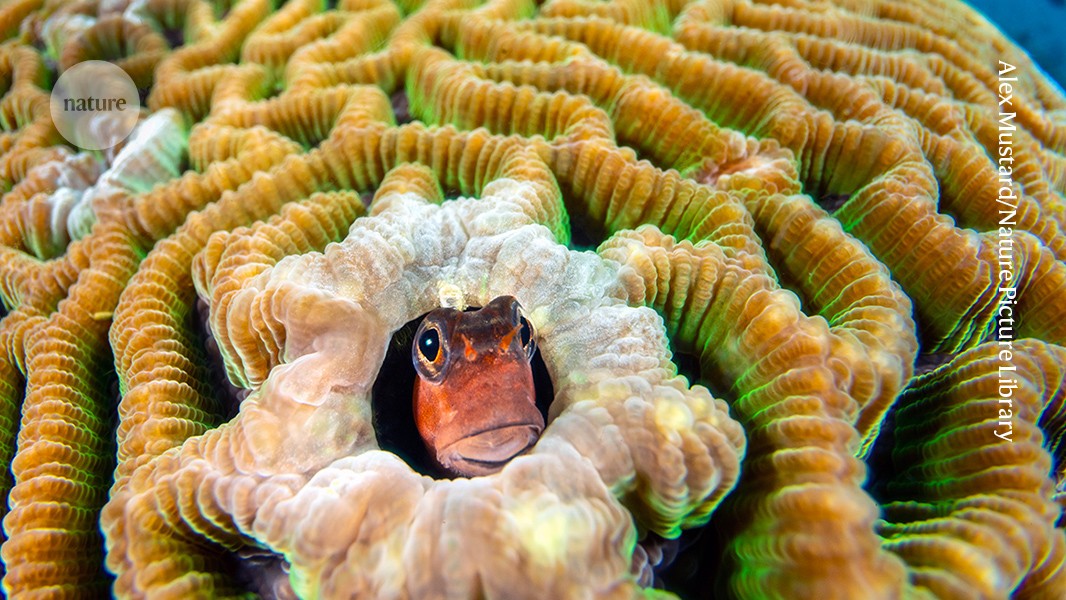 The super El Niño is cooking coral reefs — can lullabies and probiotics save them?