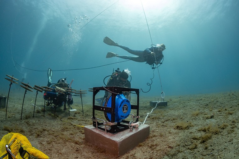 Scientists in scuba gear swim around an acoustic speaker anchored to the sea bed.