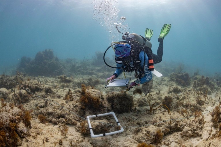 A diver in scuba gear takes recordings from a quadrat set out on the sea floor.