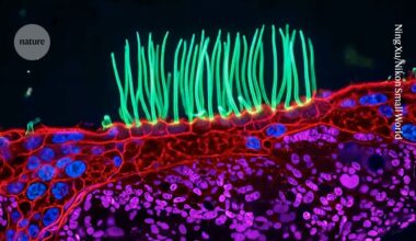 This award-winning microscopy image used AI — igniting controversy in a prestigious competition