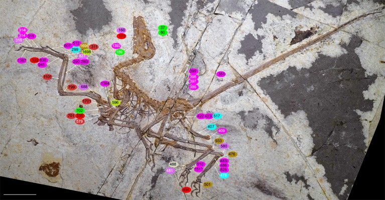 Overhead view of the Norellraptor barsboldi fossil showing the whole body with labels overlain.