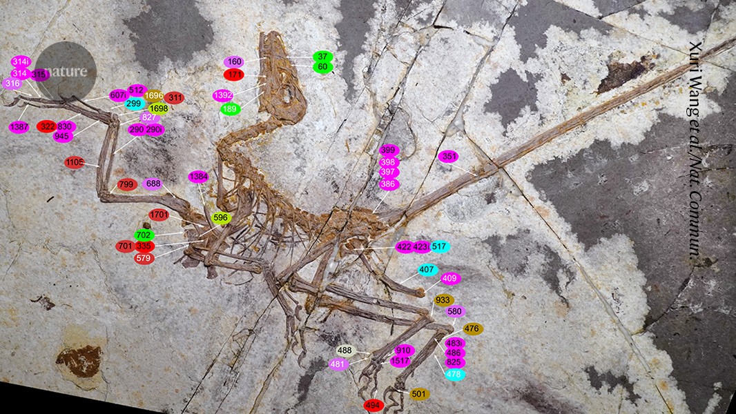 Stunning fossil shows dinosaurs’ distinctive path to flight