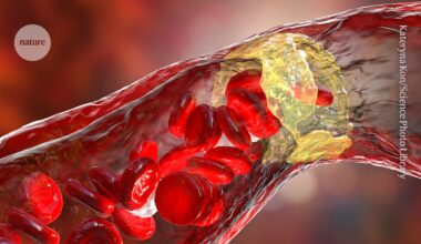 Revealed: how this common gut microbe protects against heart disease