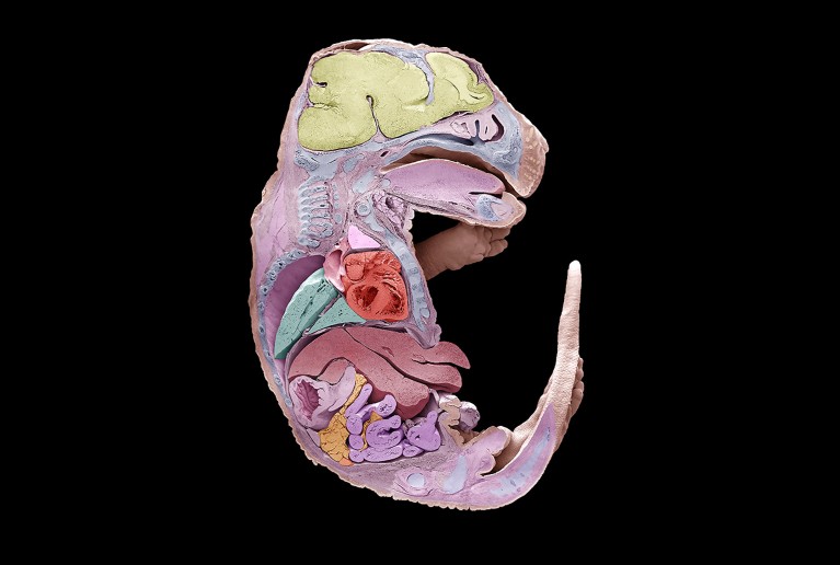 Coloured scanning electron micrograph of a longitudinal sliced mouse embryo, showing internal organs and tissues.