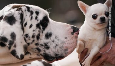 Big dogs age faster than little ones — rogue ‘jumping genes’ might be to blame