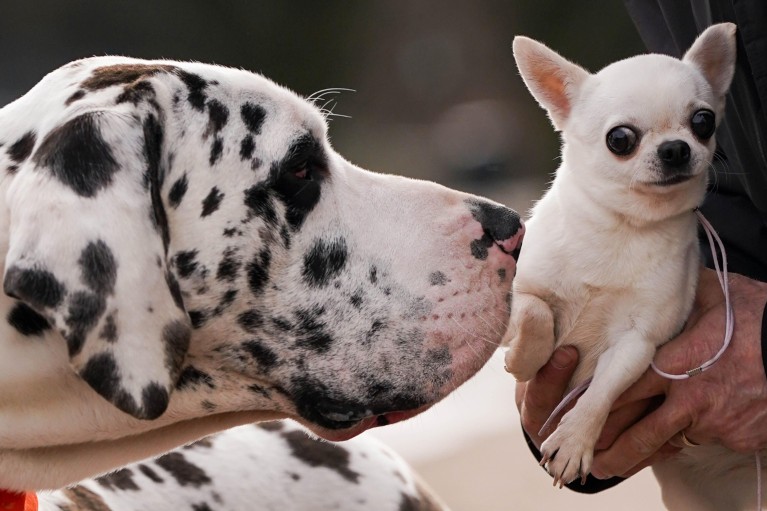 Close-up of a large black-and-white Great Dane leaning in to sniff a small white Chihuahua being held in a person's hands