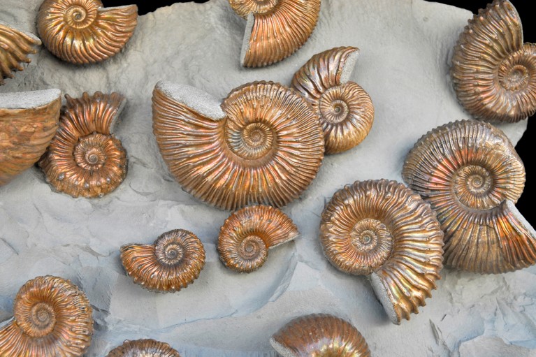Spiral ammonite fossil shells embedded in a light grey rock surface