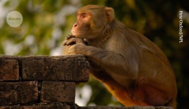 Mysterious flickering brain signals could help to unlock secrets of consciousness