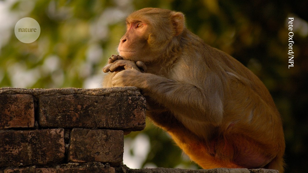 Mysterious flickering brain signals could help to unlock secrets of consciousness