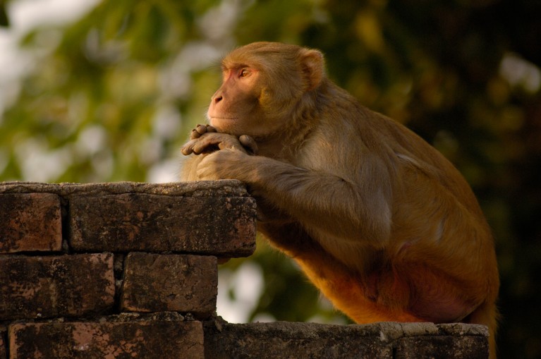 A rhesus macaque monkey perched on a brick wall, resting its chin on folded hands