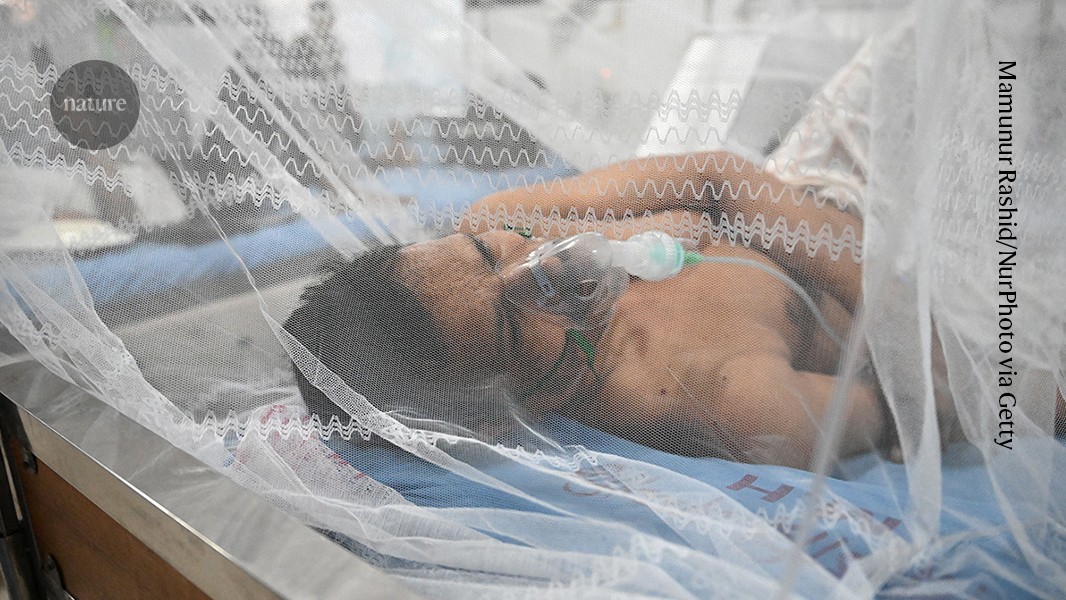Dengue comes back even in vaccinated people — new clues