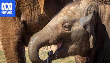 Elephant calves first in Australia to be vaccinated against deadly virus