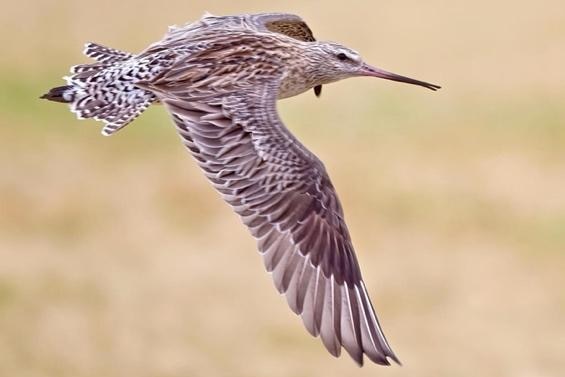 Shorebirds bartailed godwit