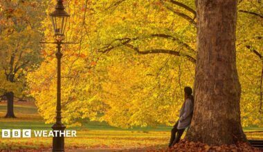 A woman leans against a large tree in the park, opposite a traditional street lamp. The tree is full of yellow and orange leaves