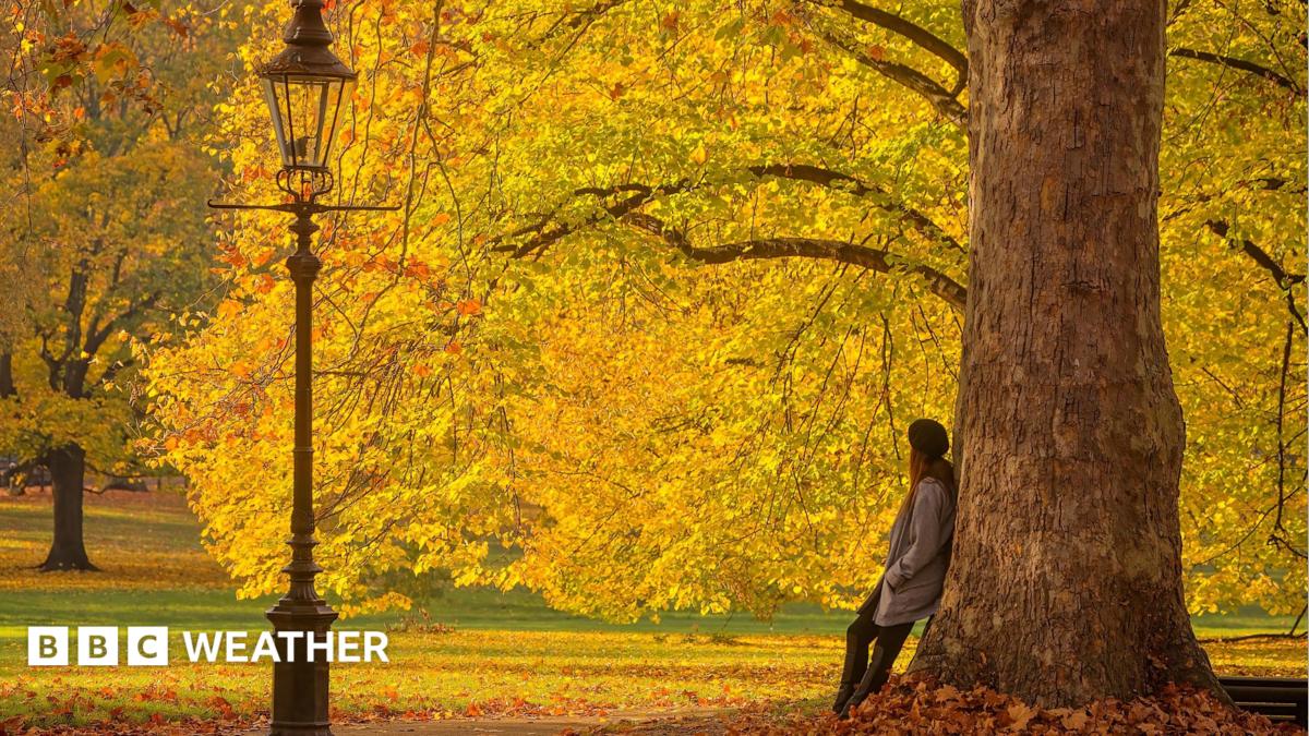 A woman leans against a large tree in the park, opposite a traditional street lamp. The tree is full of yellow and orange leaves
