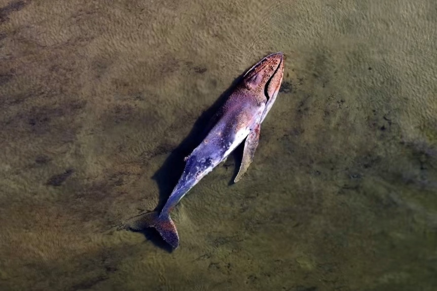 A dead whale on a sandbar, as seen from above.