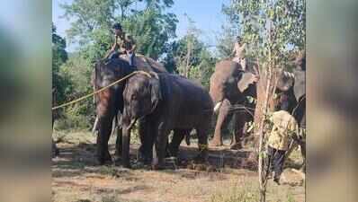 Wild elephants return to Andhra despite Kumki-led forest operations