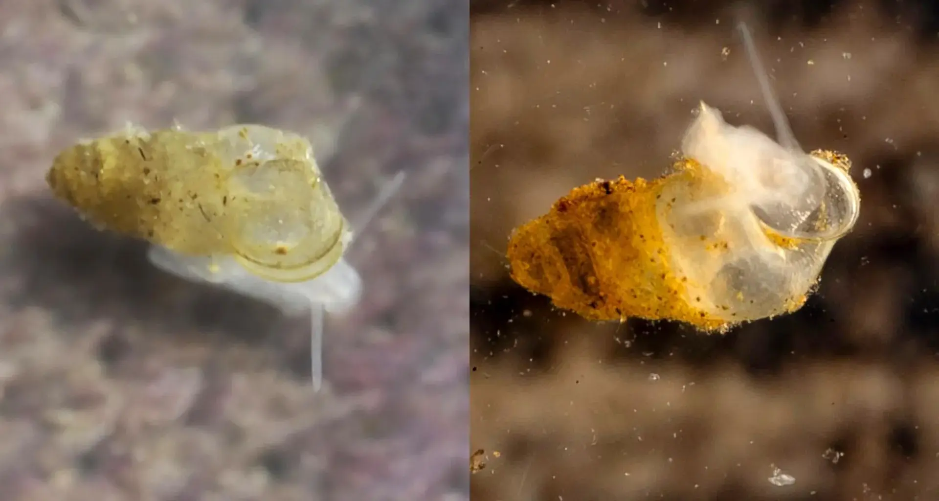 Scientists discover ghostly, eyeless creature hidden in Chinese cave