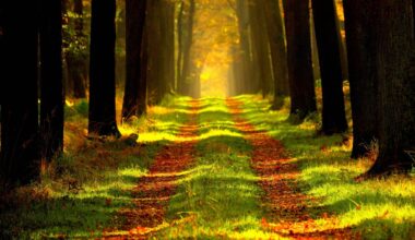 5 Ways Nature Nourishes Our Emotions