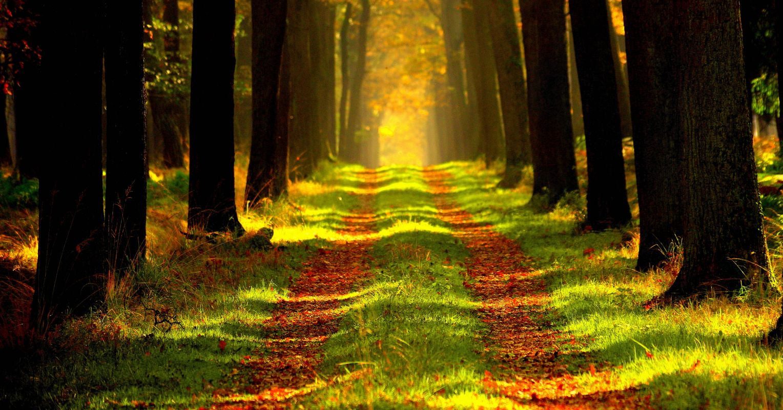 5 Ways Nature Nourishes Our Emotions