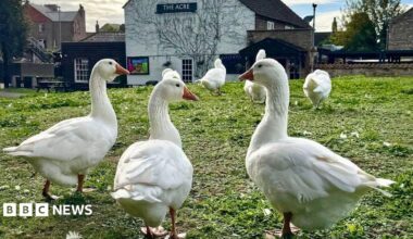 Seven white domestic geese grazing on a grass mound with a white pub building behind them.
