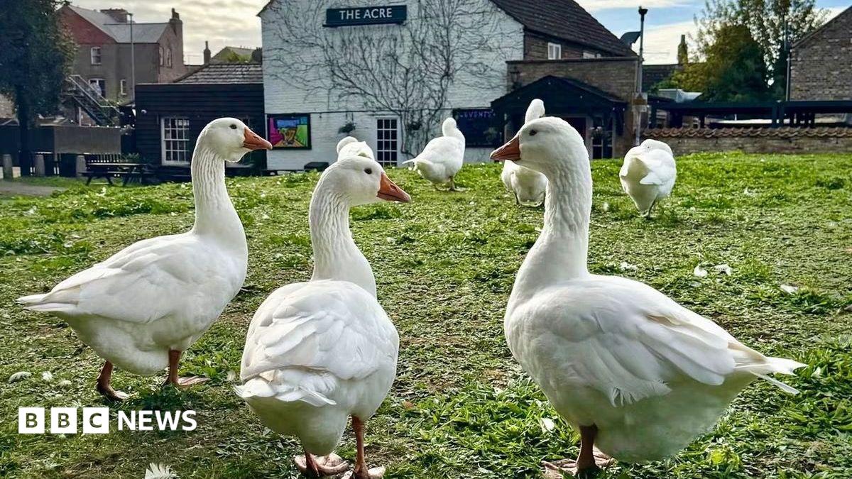 Seven white domestic geese grazing on a grass mound with a white pub building behind them.
